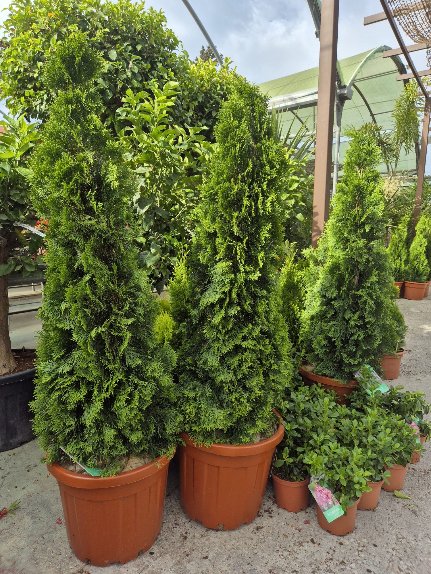 Instalaciones del Garden Center Linda Vista