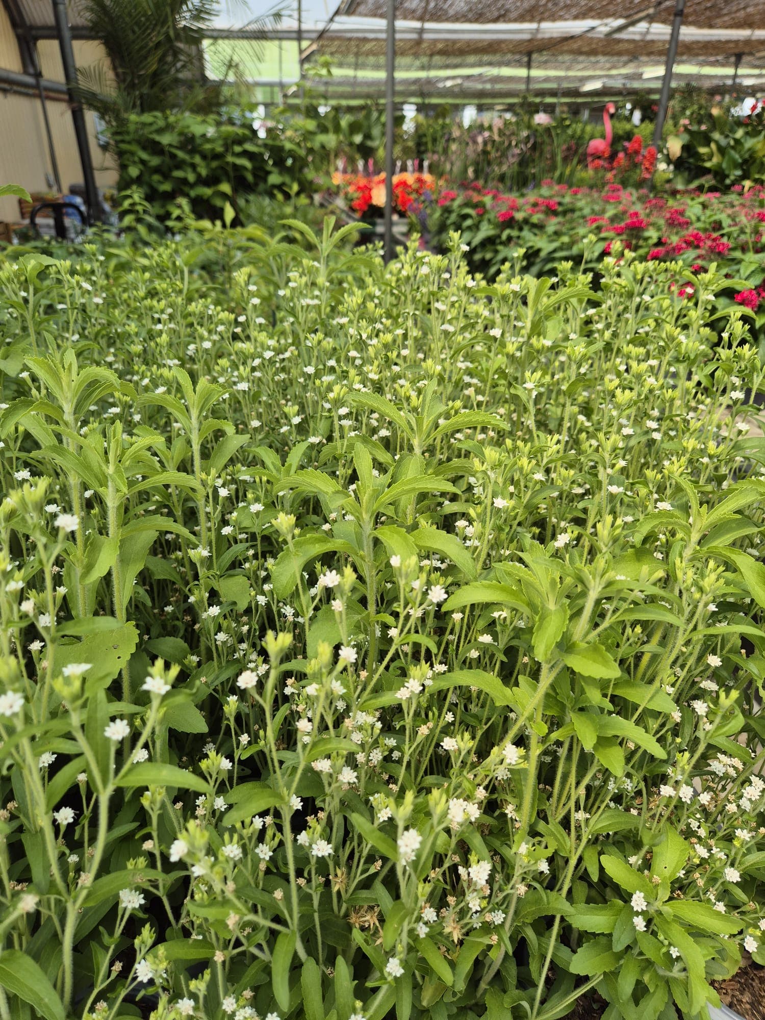 Instalaciones del Garden Center Linda Vista