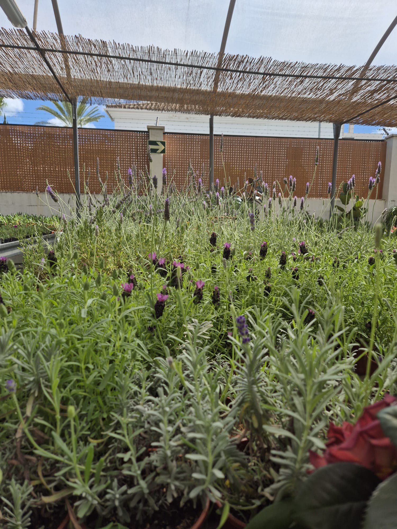 Instalaciones del Garden Center Linda Vista