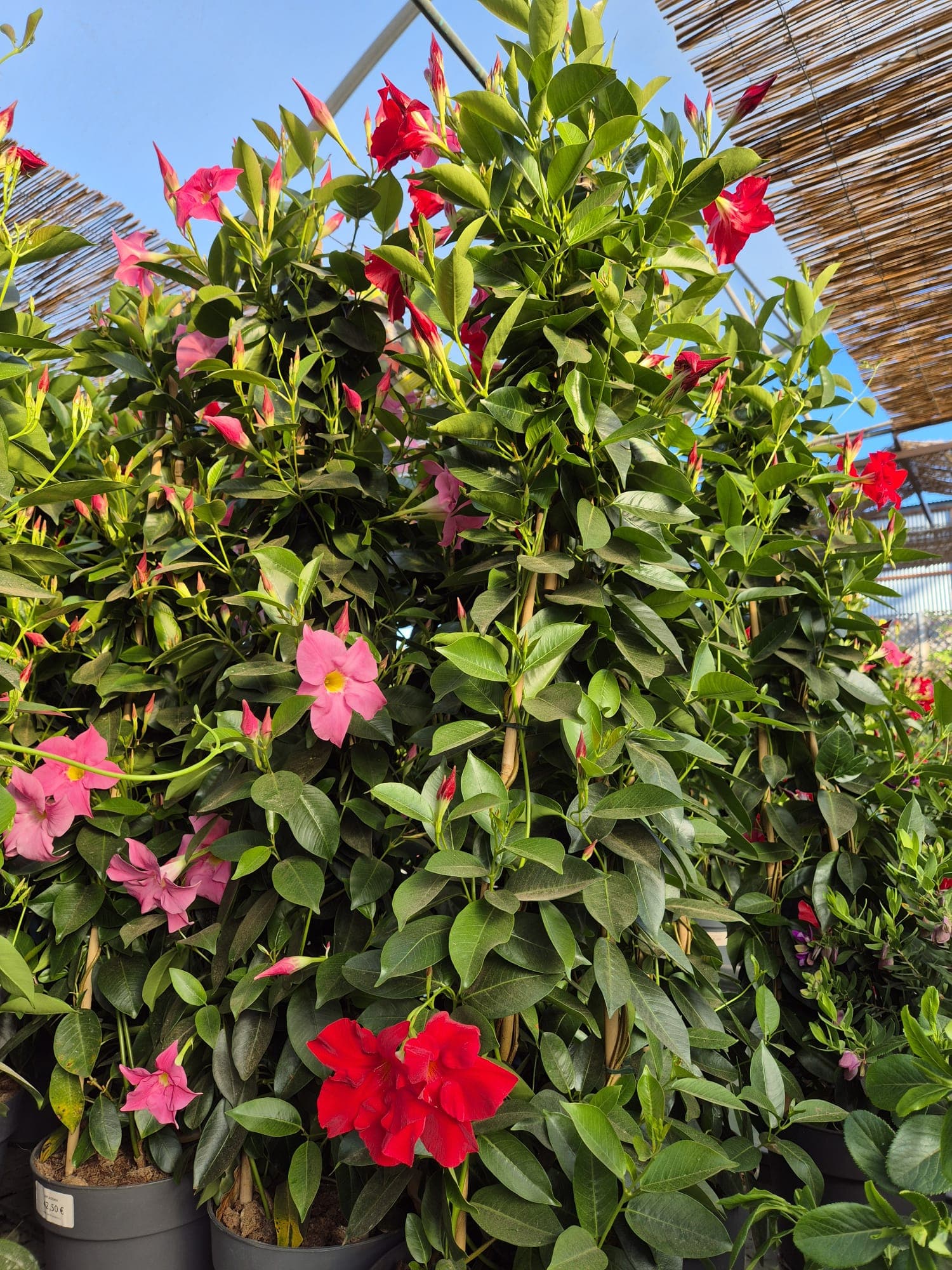 Instalaciones del Garden Center Linda Vista