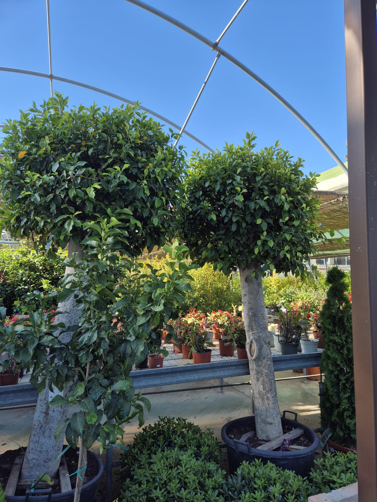 Instalaciones del Garden Center Linda Vista