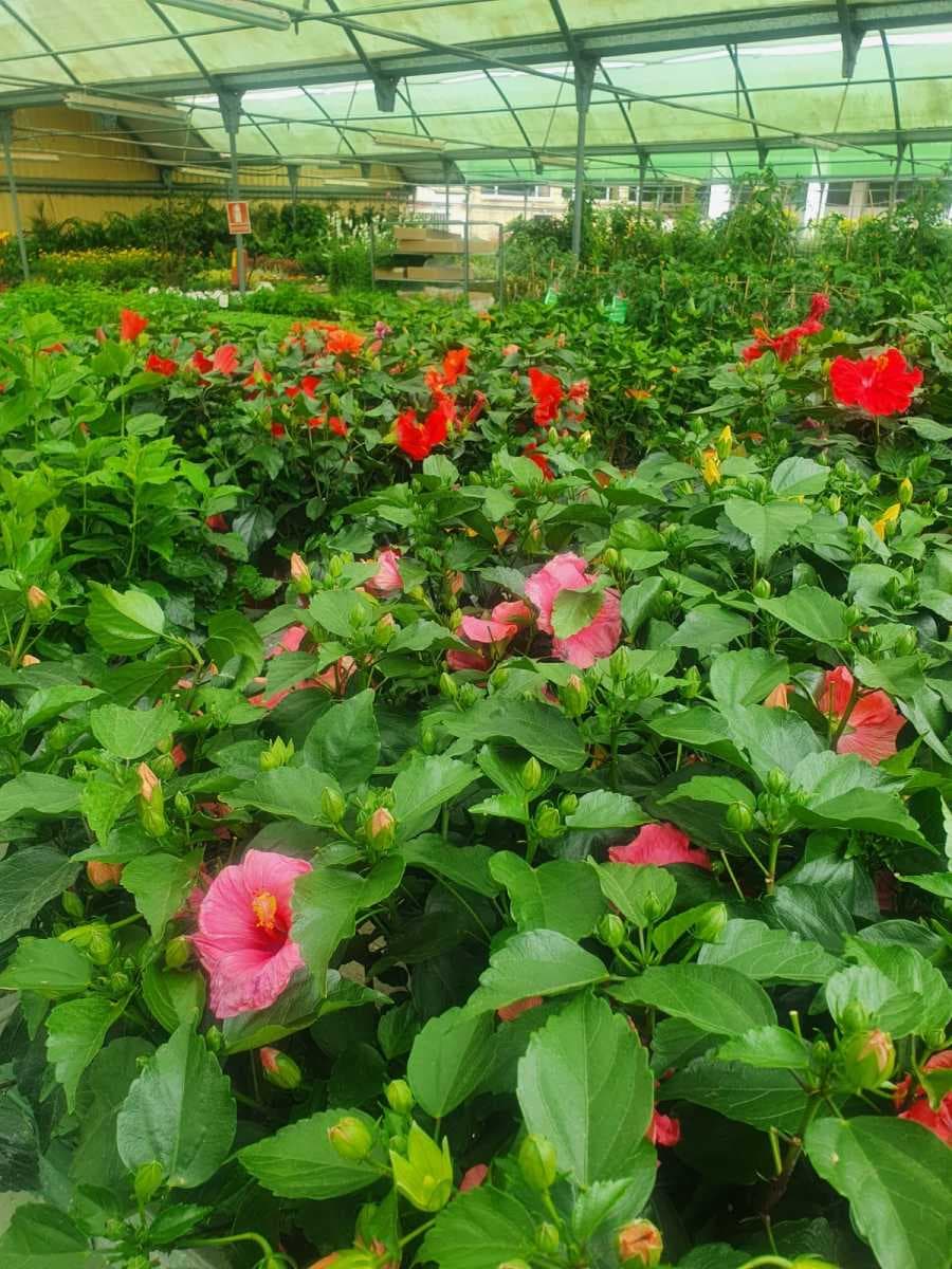 Variedad de plantas y flores en el vivero Linda Vista