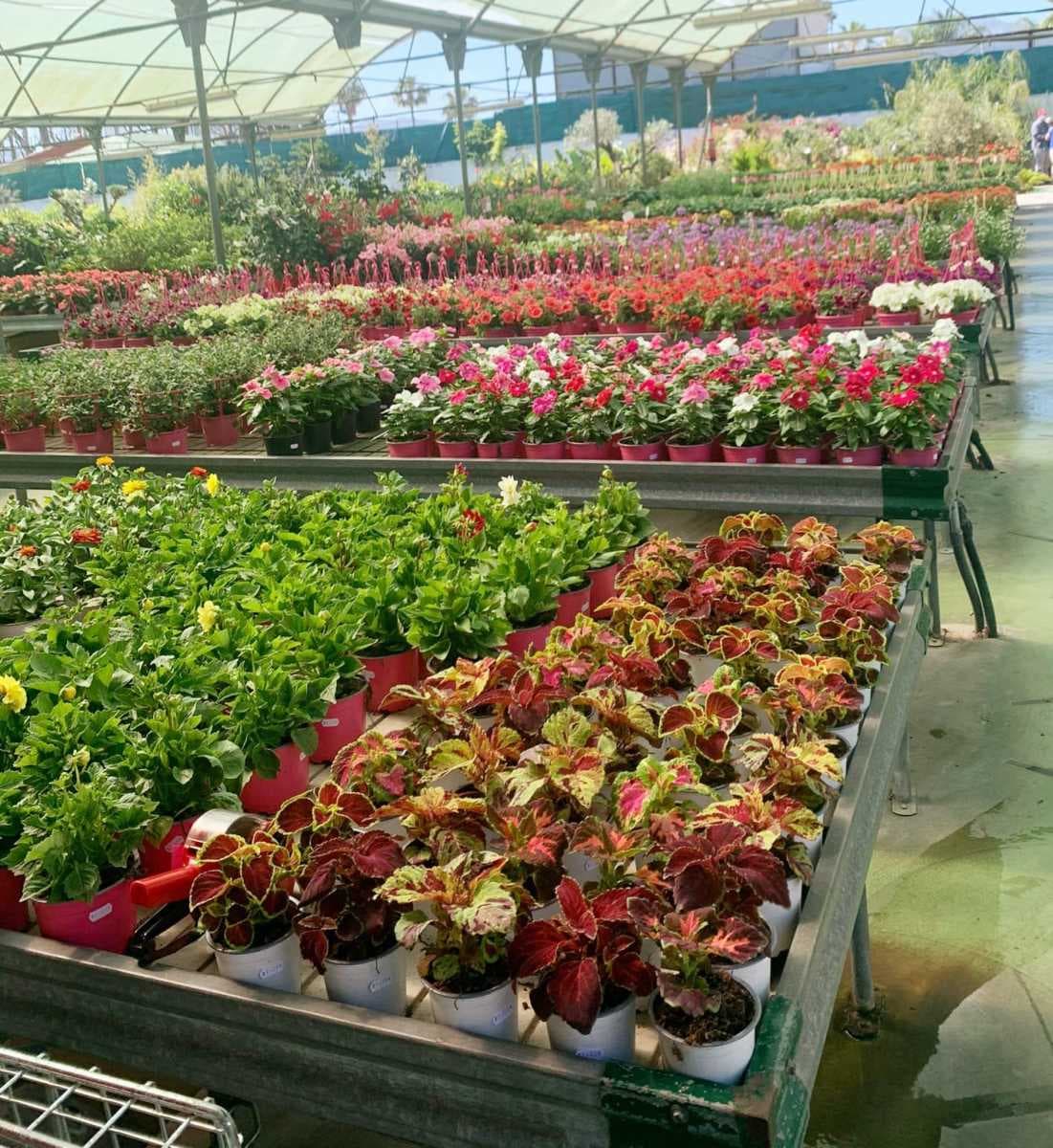Gran selección de plantas verdes y arbustos ornamentales