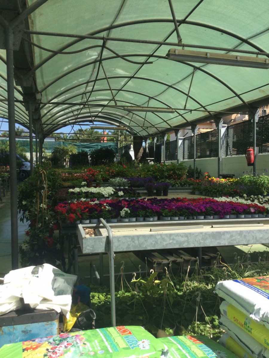 Exposición de plantas floridas en nuestro vivero