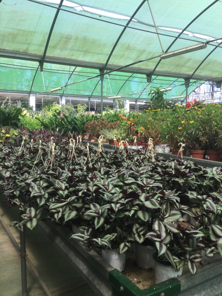 Sección de plantas de exterior de alta calidad
