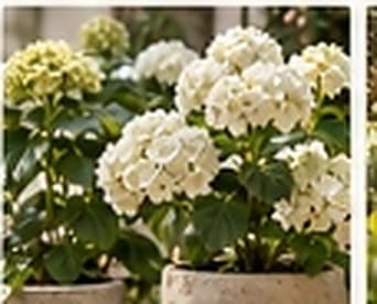 Hortensias blancas en macetas cerámicas
