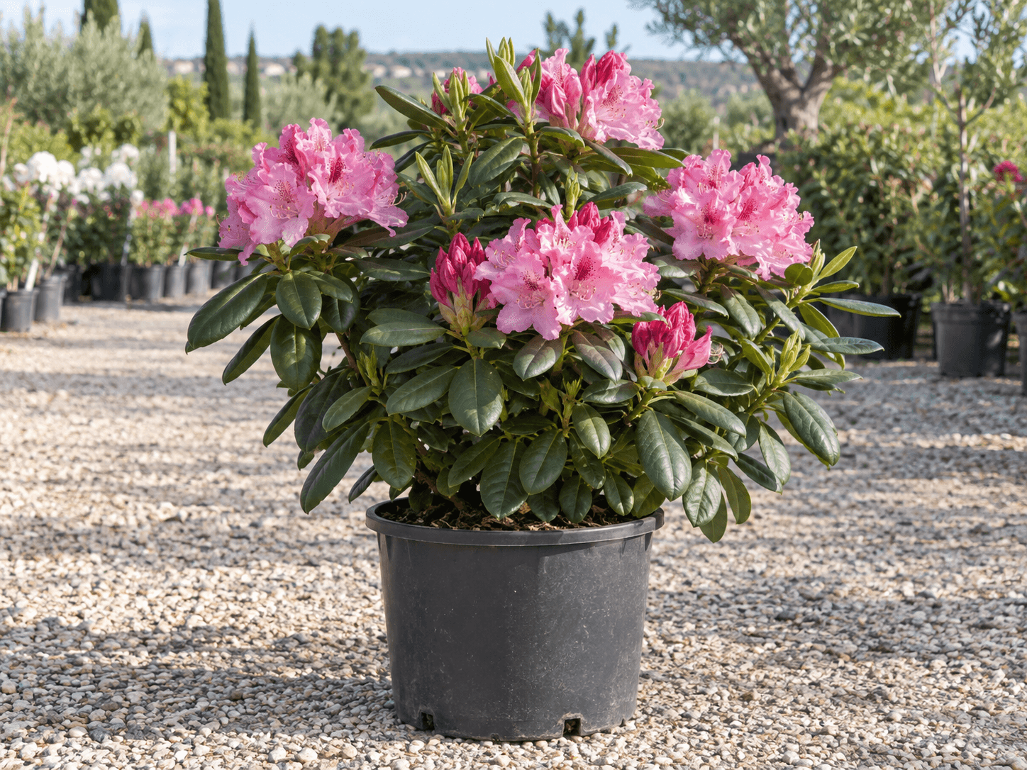 Rododendro